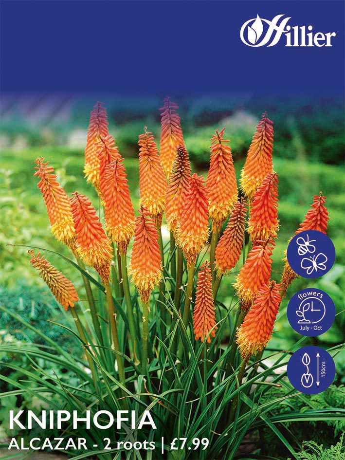 8718641999004 1 HL1050 Kniphofia Alcazar.jpg